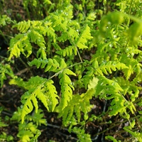 Gymnocarpium dryopteris 